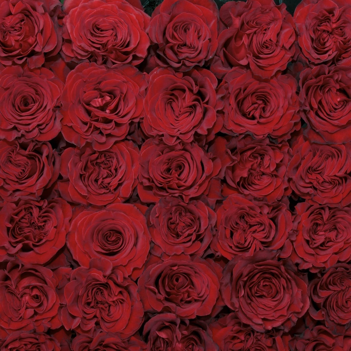 Red Rose 'Hearts' Red Rose 'Hearts'