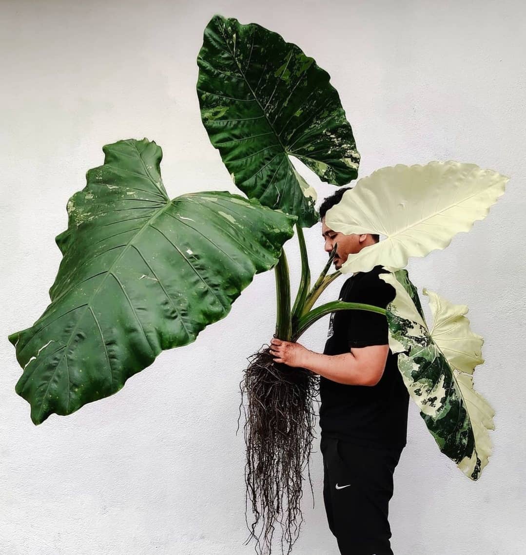 Variegated Alocasia Variegated Alocasia or giant taro