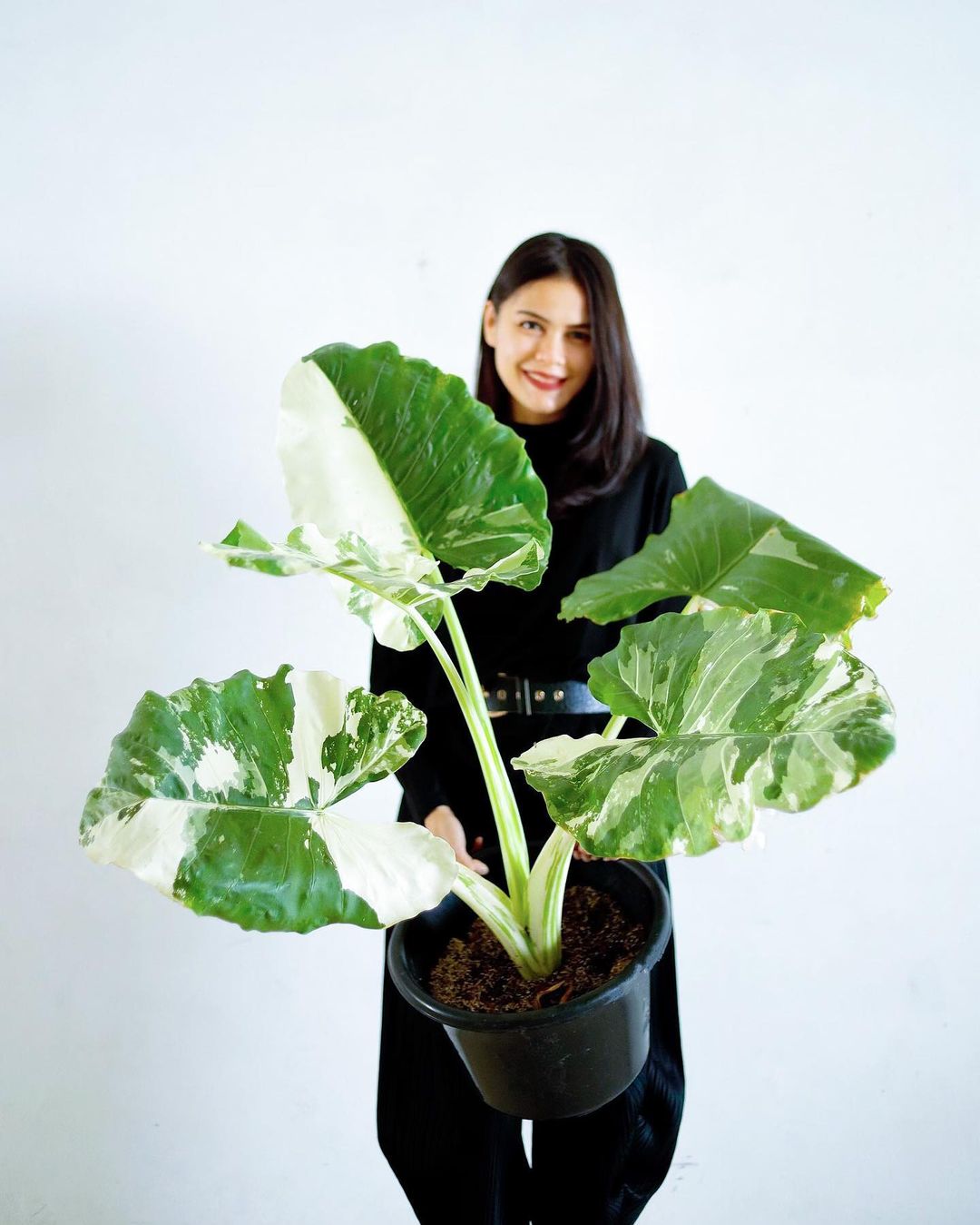 Alocasia variegated Alocasia macrorrhizos variegated