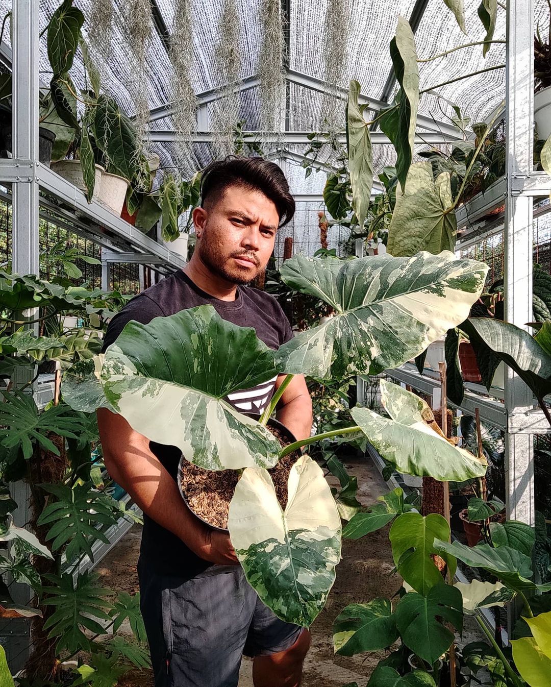 Variegated Alocasia Variegated Alocasia
