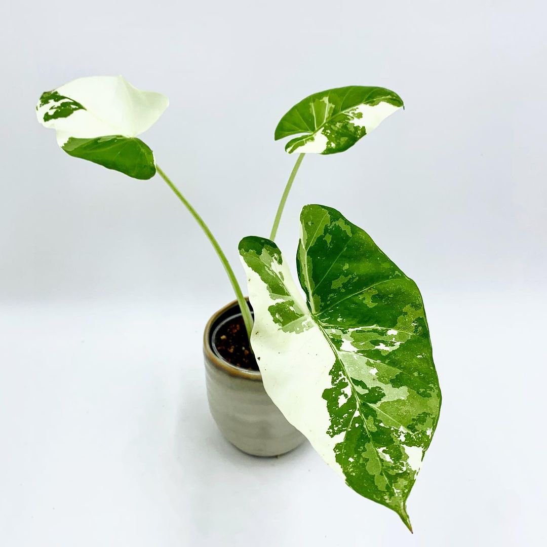 Alocasia variegata Alocasia Macrorrhiza variegata