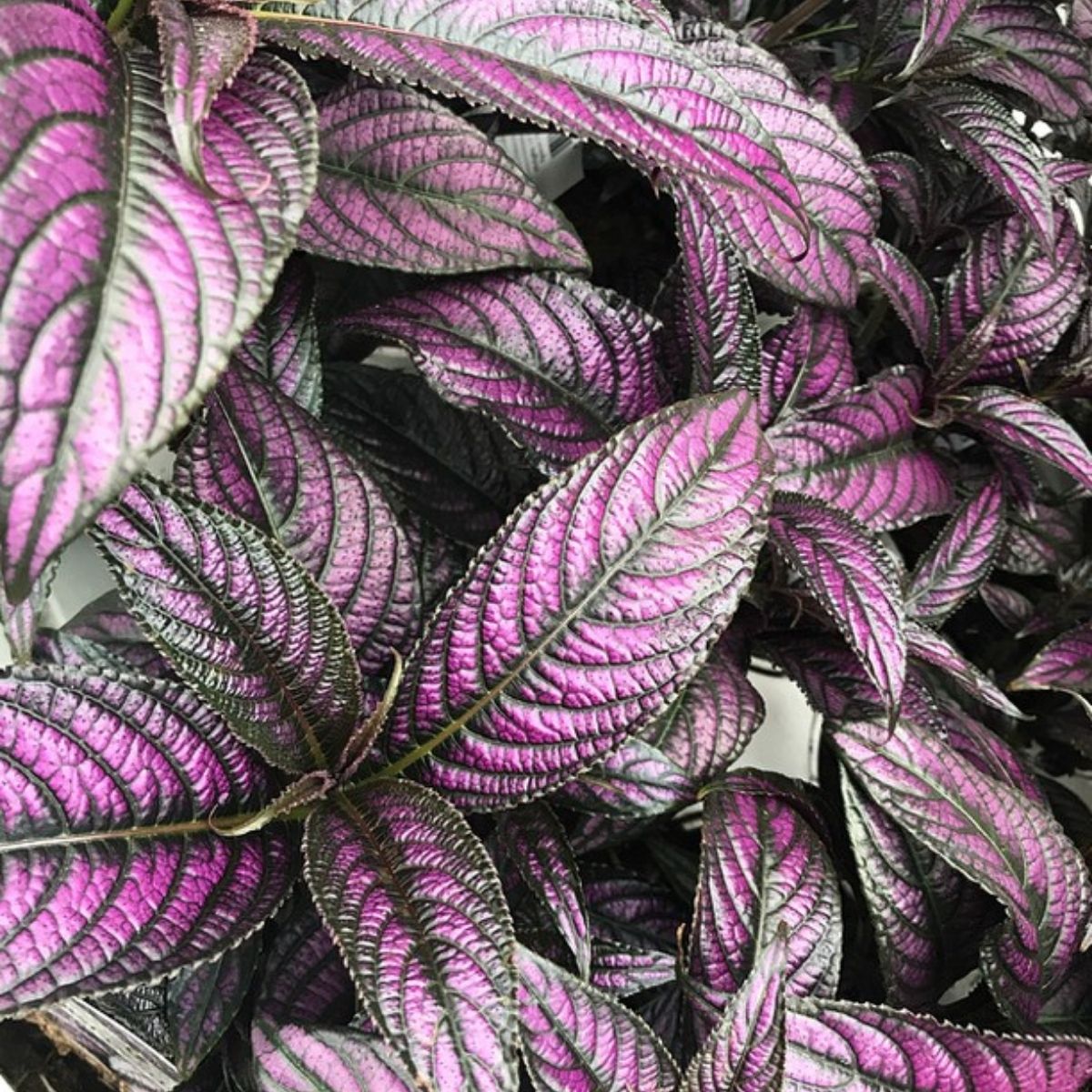 Persian Shield impossible to kill outdoor plant - on Thursd Persian Shield impossible to kill outdoor plant - on Thursd