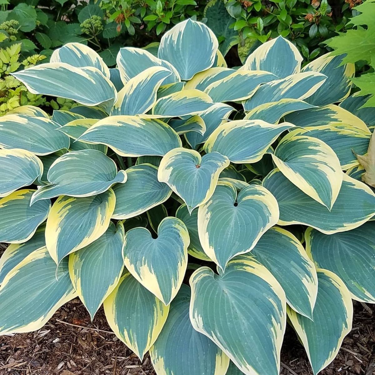 Hosta First Frost impossible to kill outdoor plant - on Thursd Hosta First Frost impossible to kill outdoor plant - on Thursd
