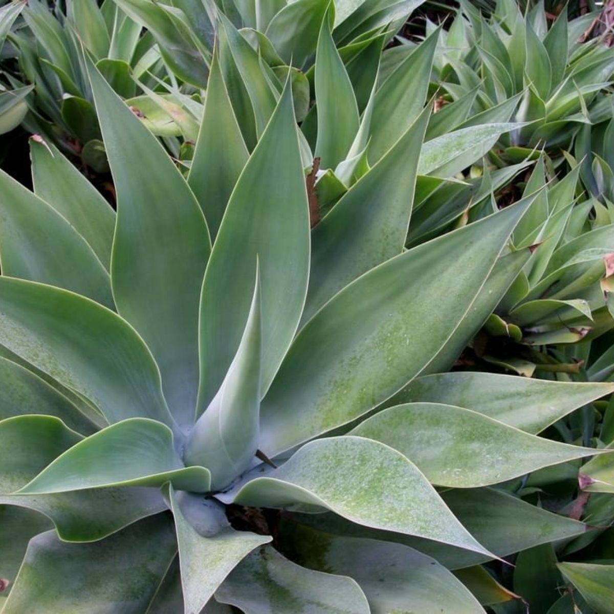 Impossible to kill outdoor plant Agave Attenuata- on Thursd Impossible to kill outdoor plant Agave Attenuata- on Thursd