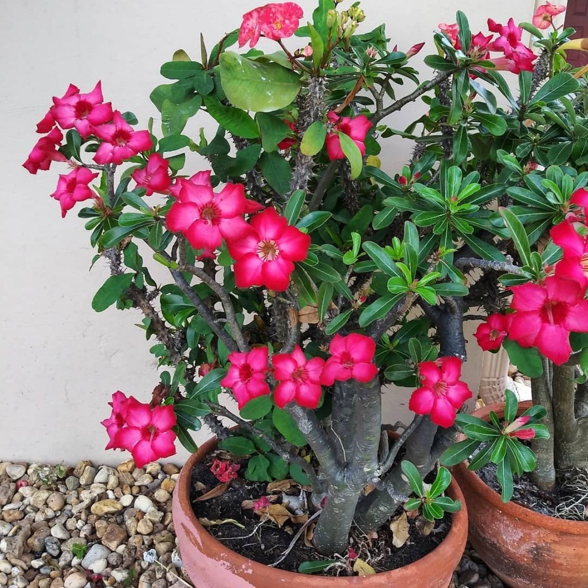 Impossible to kill outdoor plant Desert Rose- on Thursd Impossible to kill outdoor plant Desert Rose- on Thursd
