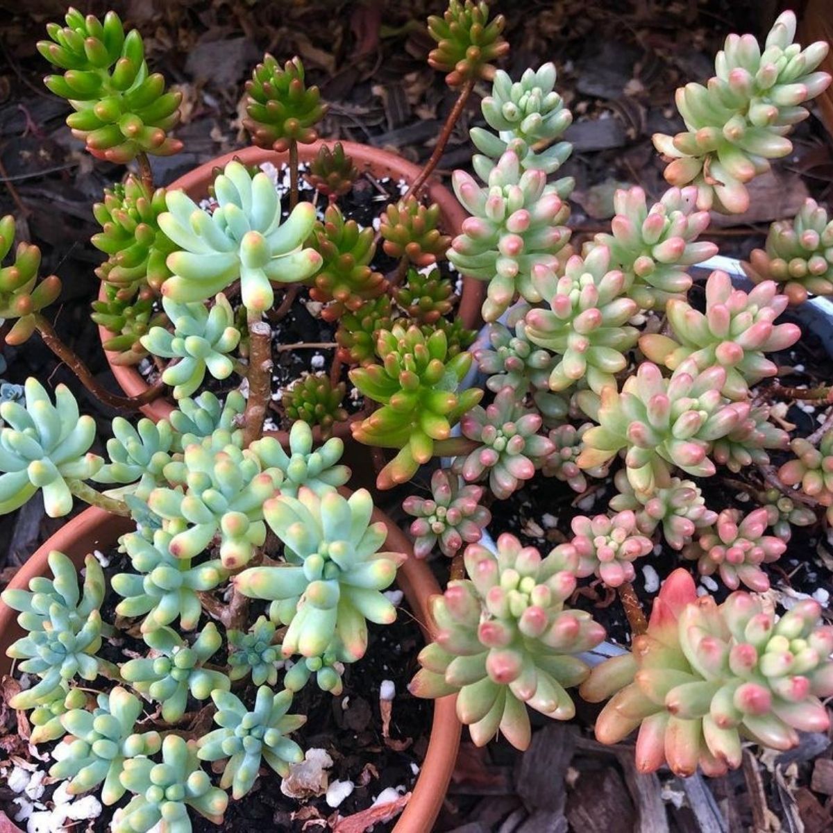 Impossible to kill outdoor plant Sedum- on Thursd Impossible to kill outdoor plant Sedum- on Thursd