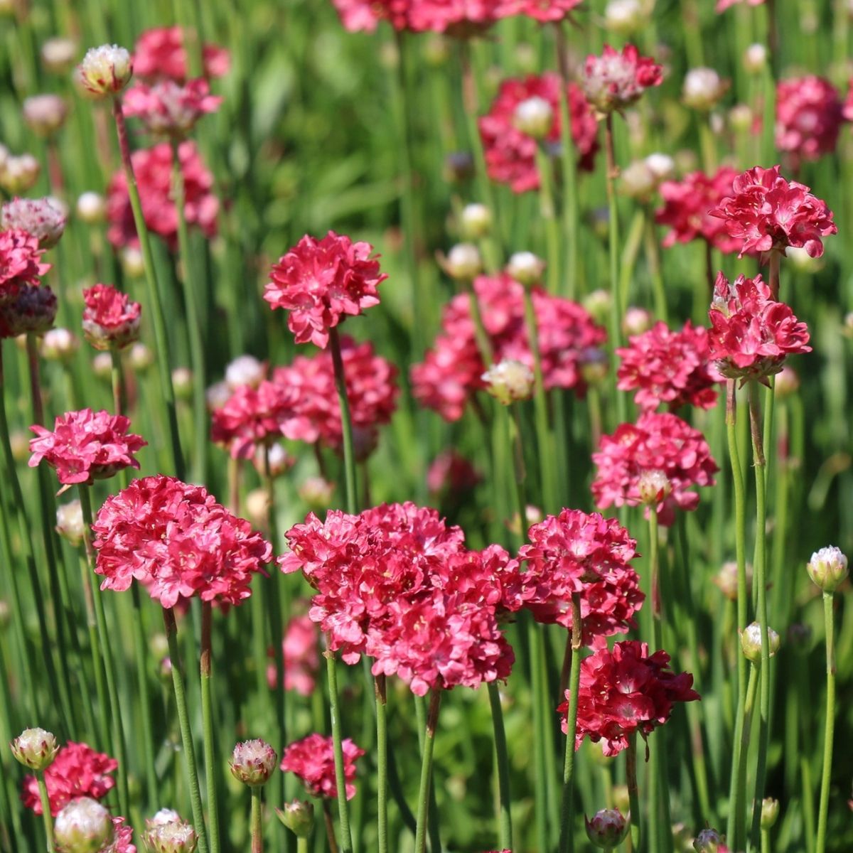 Armeria Hard to kill outdoor plant- on Thursd 