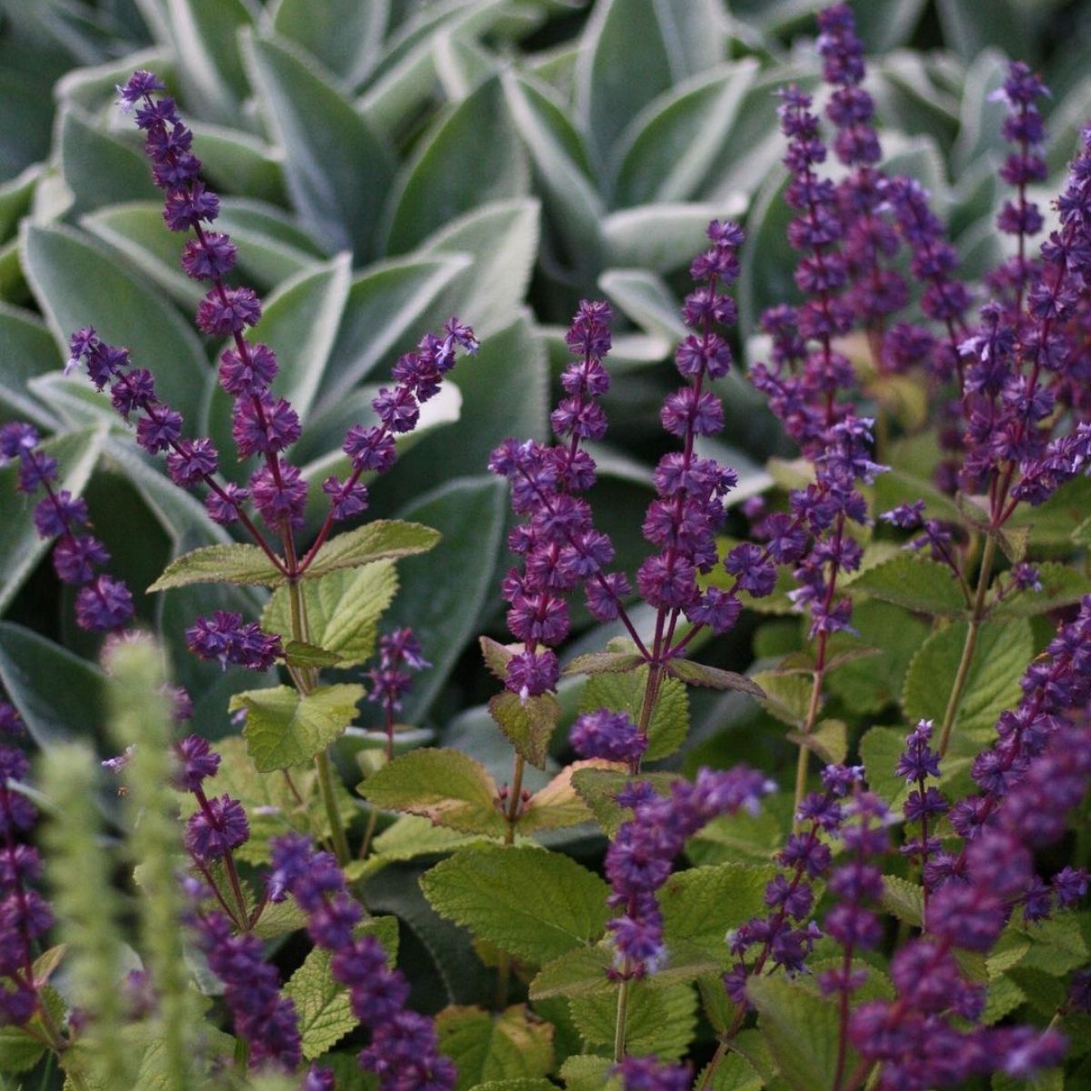 Purple Rain plant- on Thursd Purple Rain plant- on Thursd