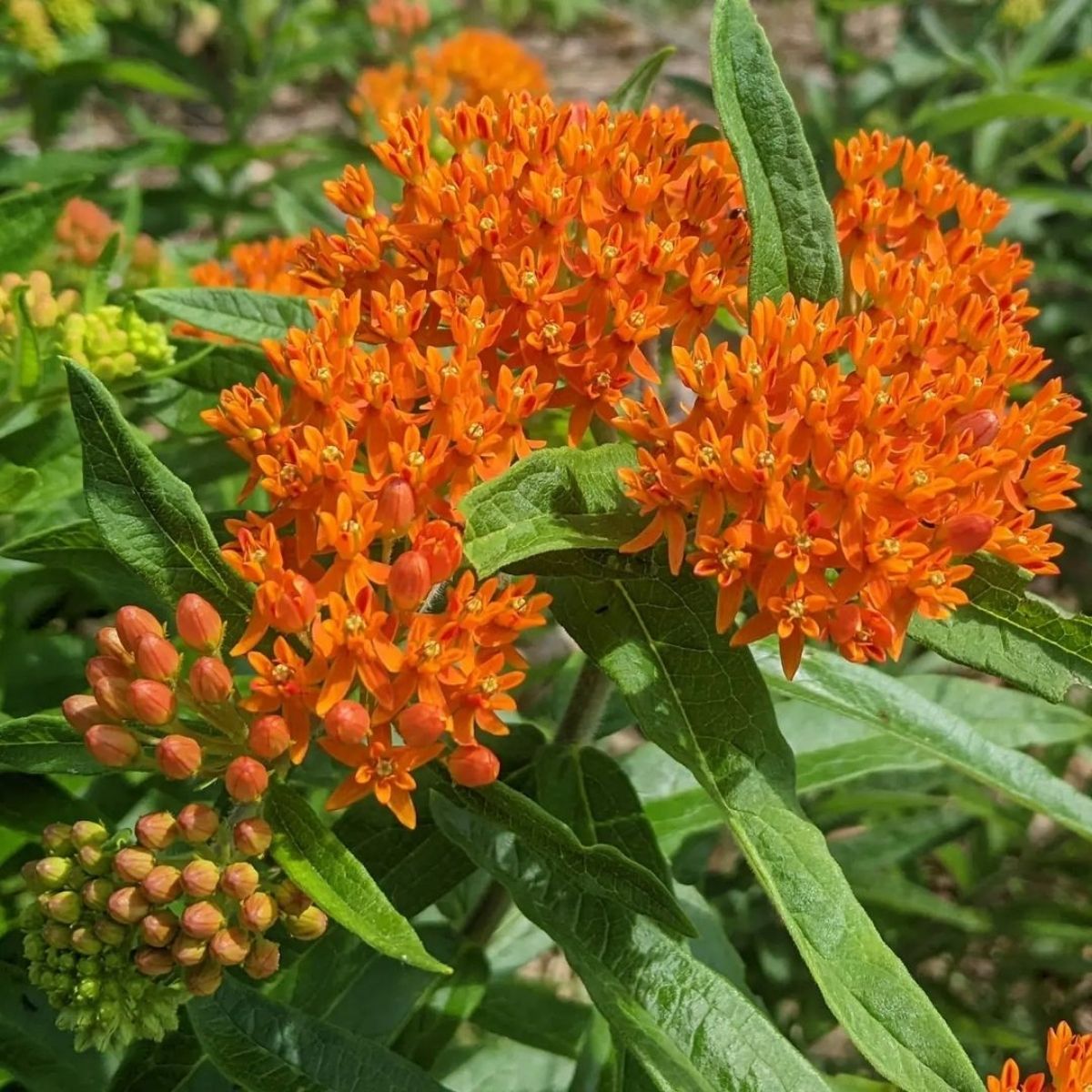 Butterfly Weed- on Thursd Butterfly Weed- on Thursd