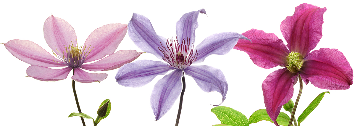 Clematis Havana Clematis Tokyo Clematis Kyiv on Thursd