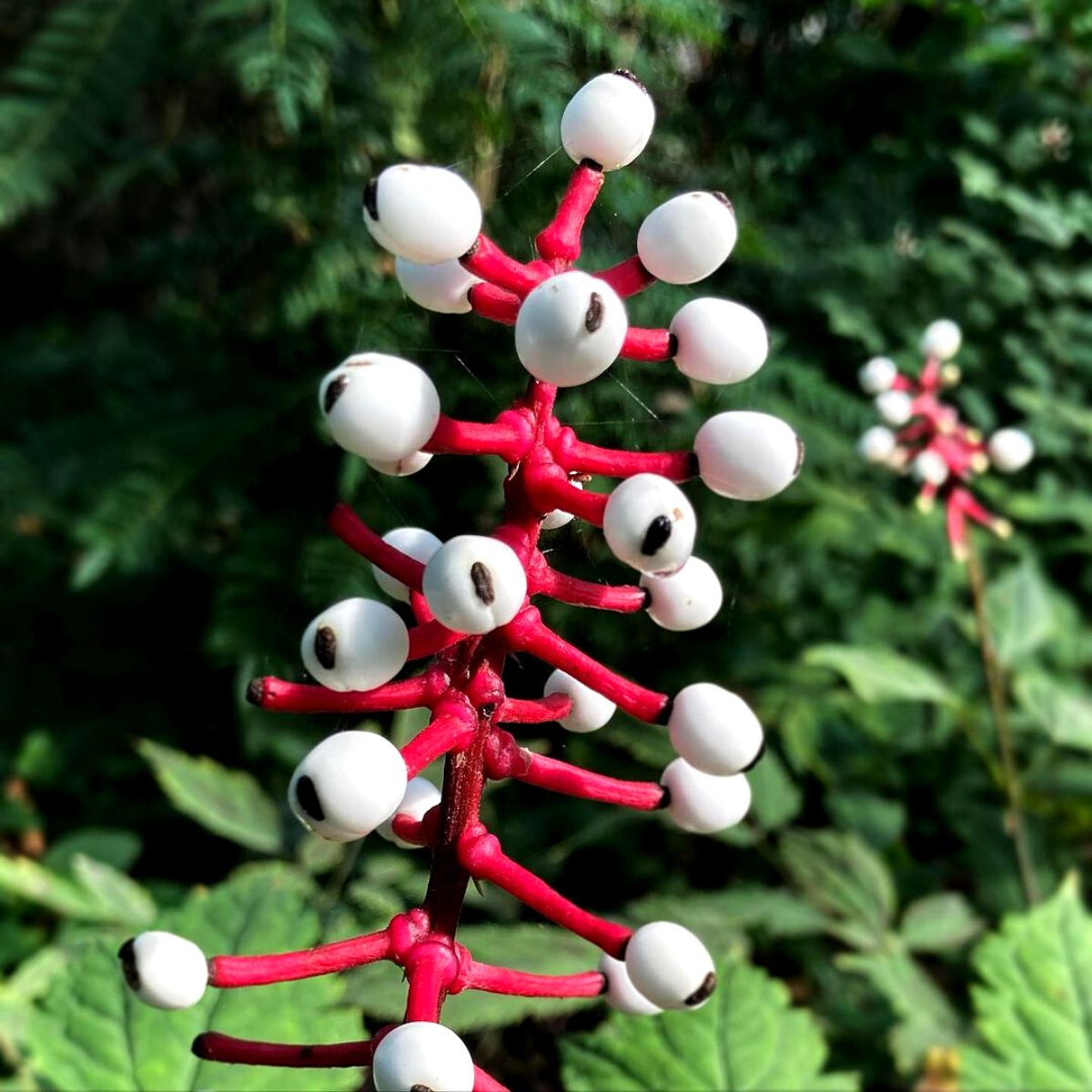 Strangest plants white baneberry on Thursd Strangest plants white baneberry