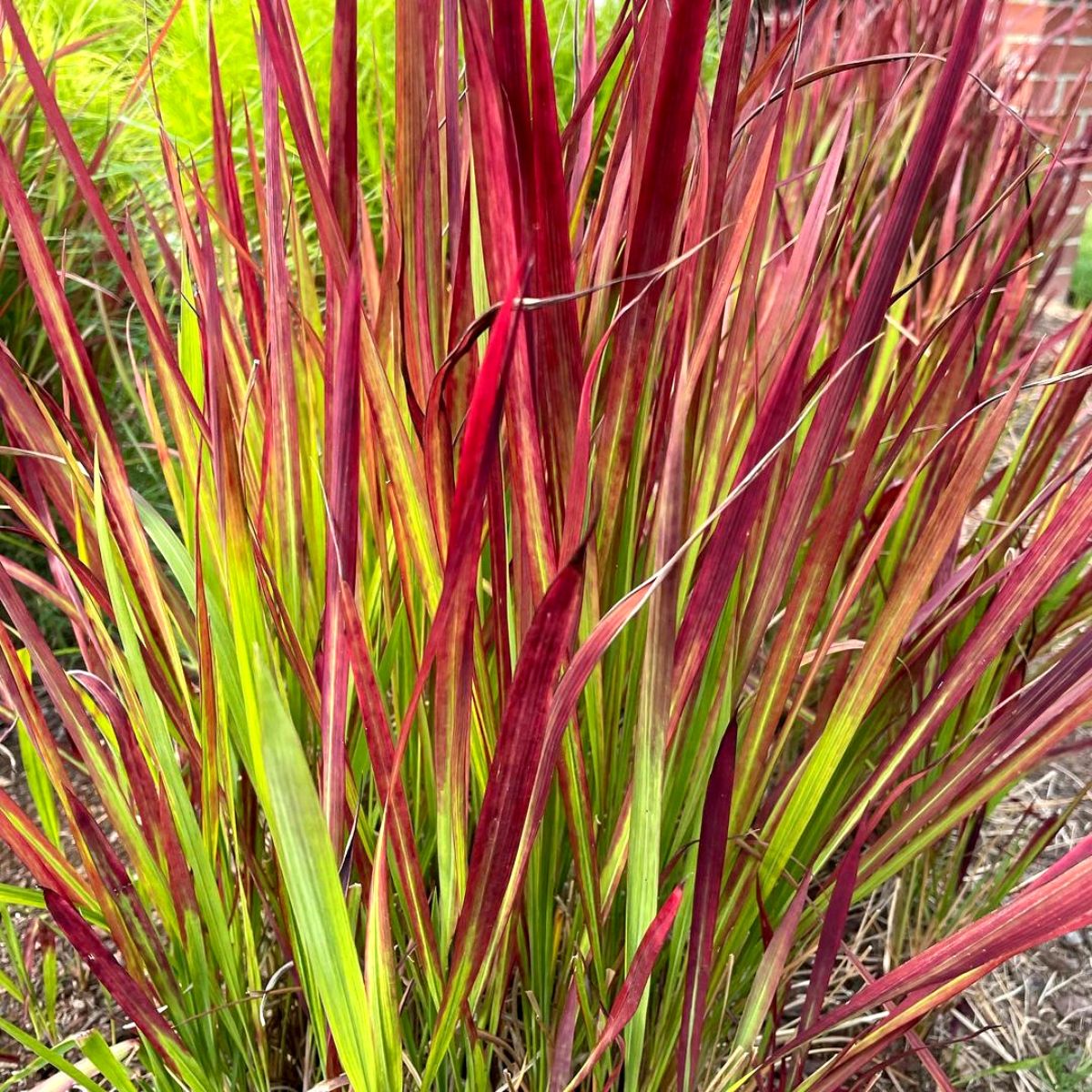 Strangest plants japanese blood grass on Thursd Strangest plants japanese blood grass