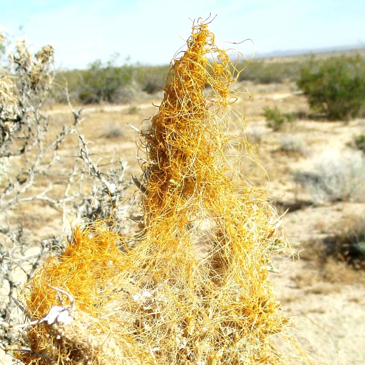 Strangest plants witches hair on Thursd Strangest plants witches hair