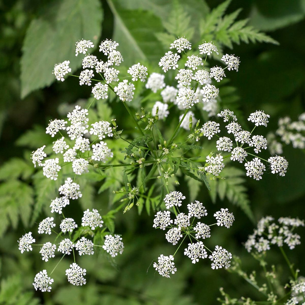 Strangest plants hemlock on Thursd Strangest plants hemlock
