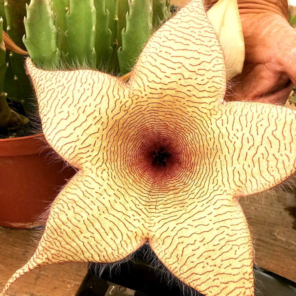 Strangest plants carrion plant on Thursd Strangest plants carrion plant