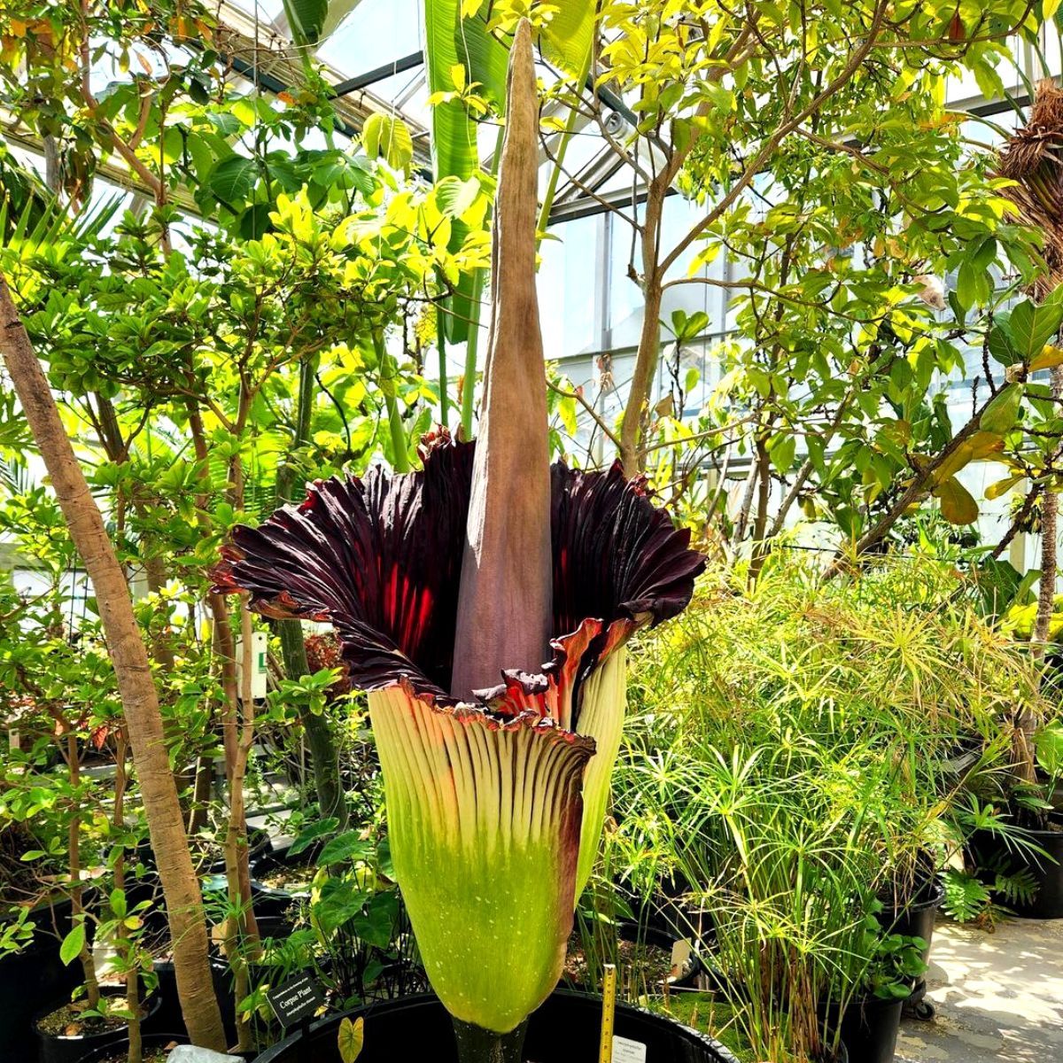 Strangest plants corpse flower on Thursd Strangest plants corpse flower