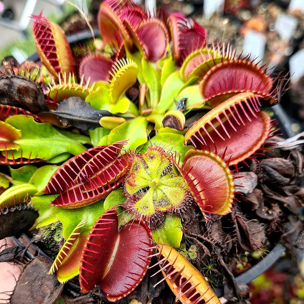 Strangest plants venus flytrap on Thursd Strangest plants venus flytrap