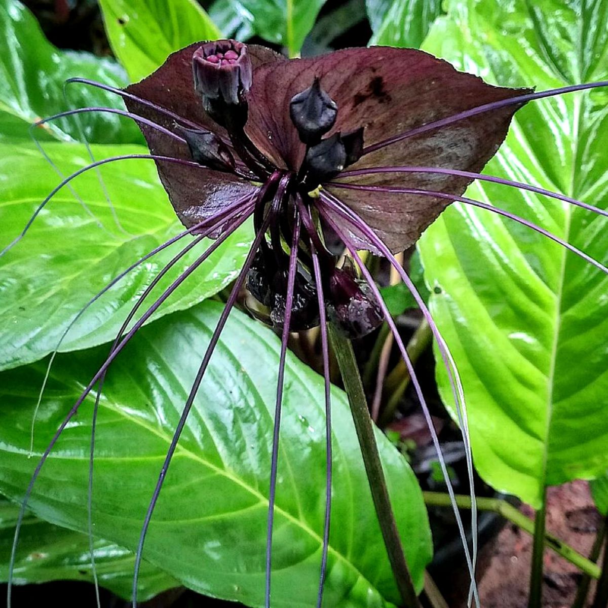 Strangest plants black bat on Thursd Strangest plants black bat