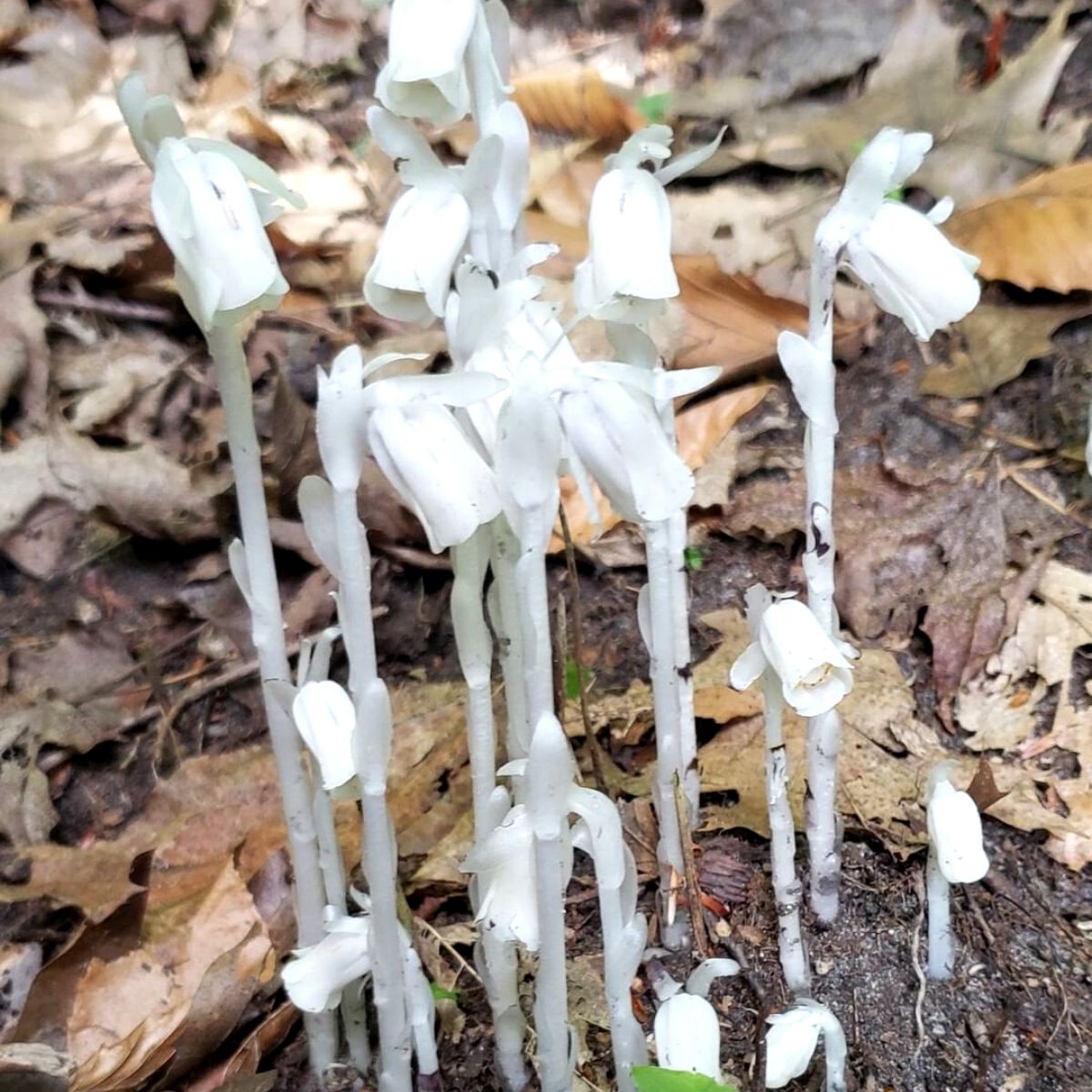 Strangest plants ghost plant on Thursd Strangest plants ghost plant on Thursd