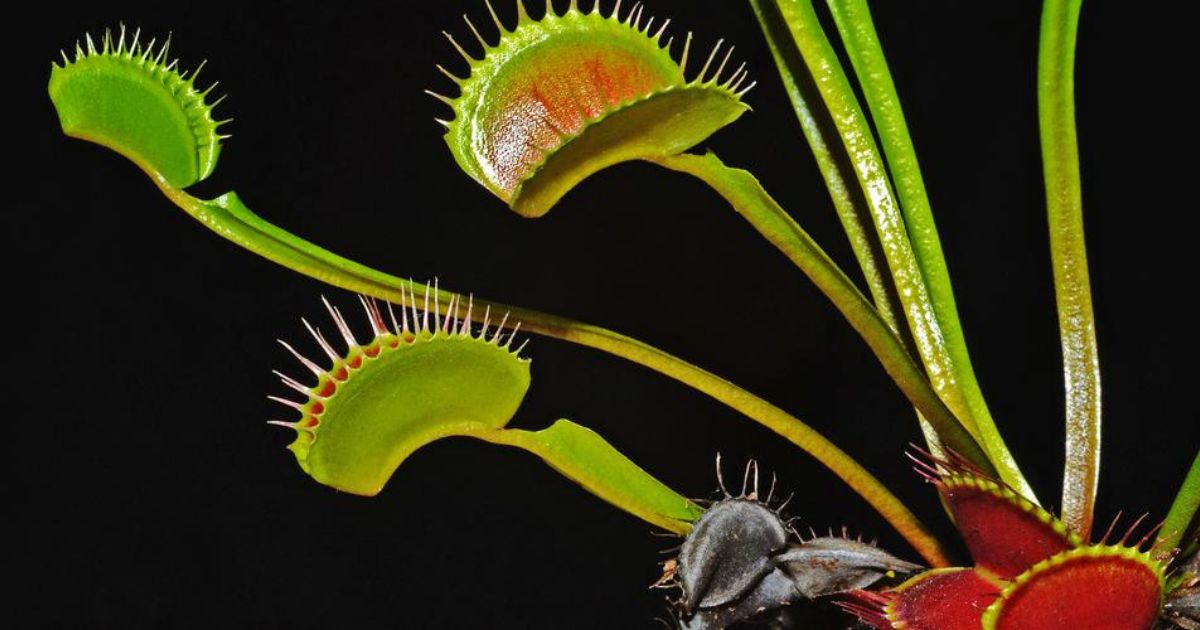 10 most strangest plants on Thursd strangest plants Venus Flytrap