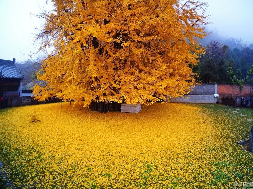 Chinese Ginko tree