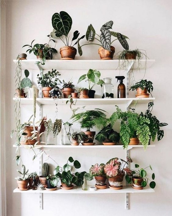 Indoor Plants Shelf Article On Thursd