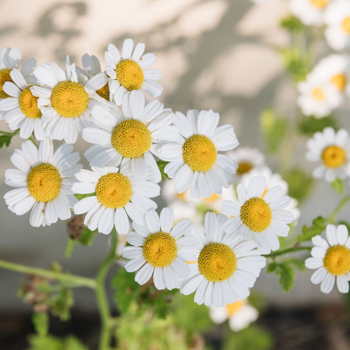 Chamomile one of the most popular medicinal plants in the world on Thursd Chamomile one of the most popular medicinal plants in the world on Thursd