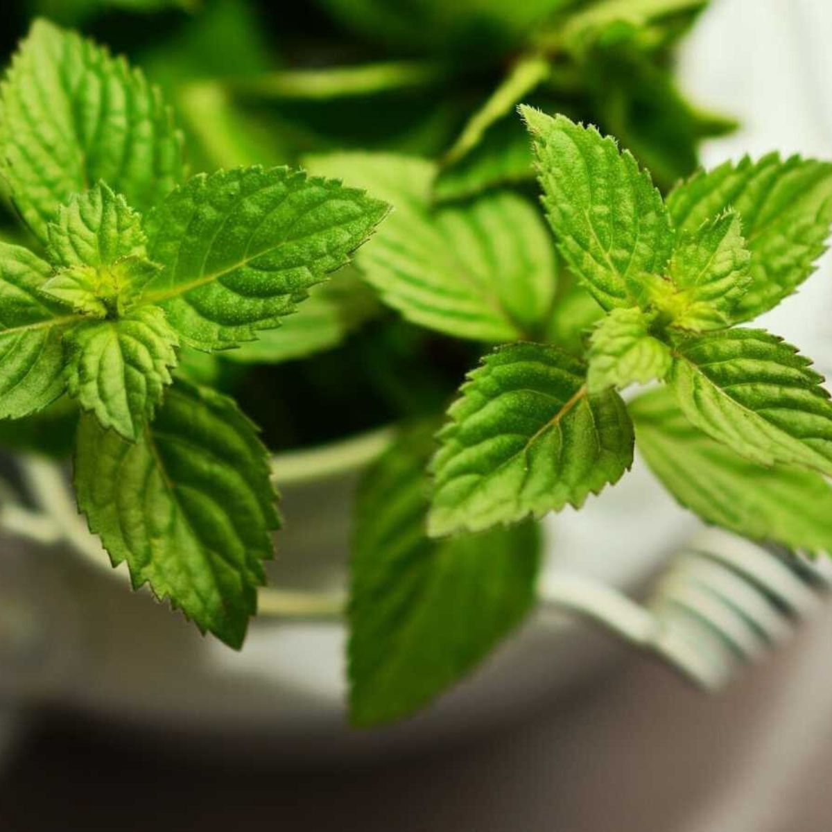 Peppermint medicinal plant on Thursd Peppermint medicinal plant on Thursd