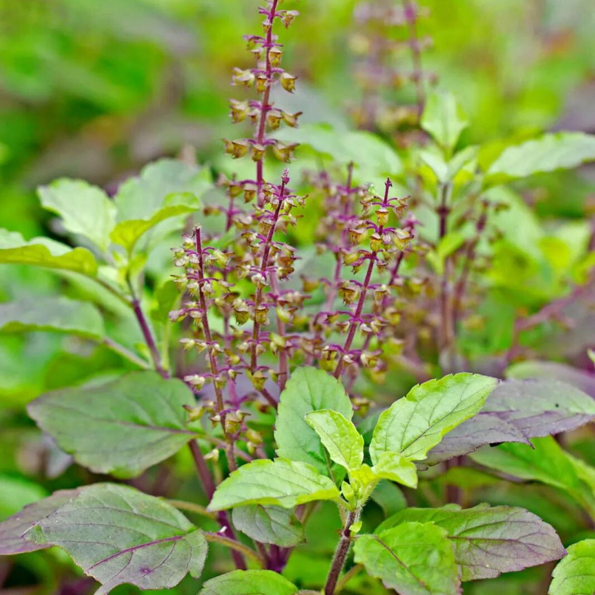 Holy Basil medicinal plant on Thursd Holy Basil medicinal plant on Thursd