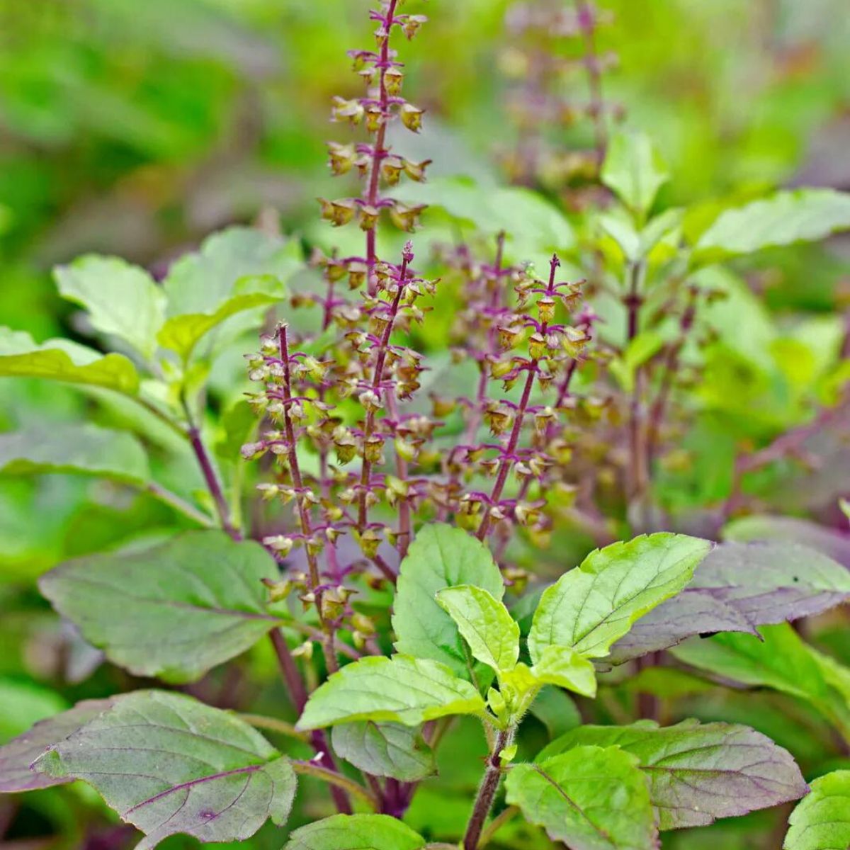 Holy Basil medicinal plant on Thursd