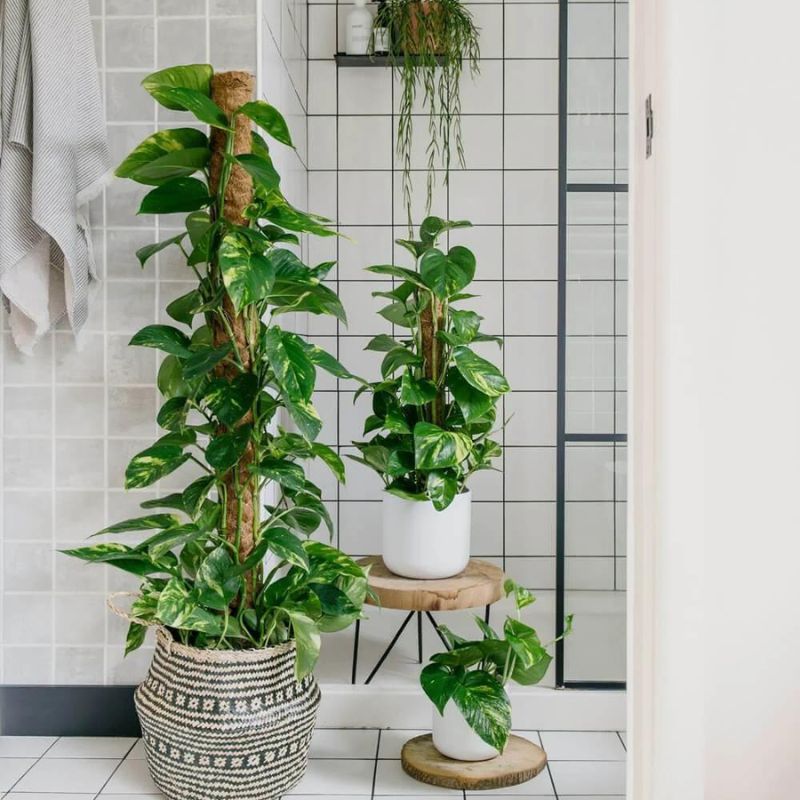 Pothos is one of the 10 essential plant for a bohemian interior on Thursd Pothos is one of the 10 essential plant for a bohemian interior on Thursd