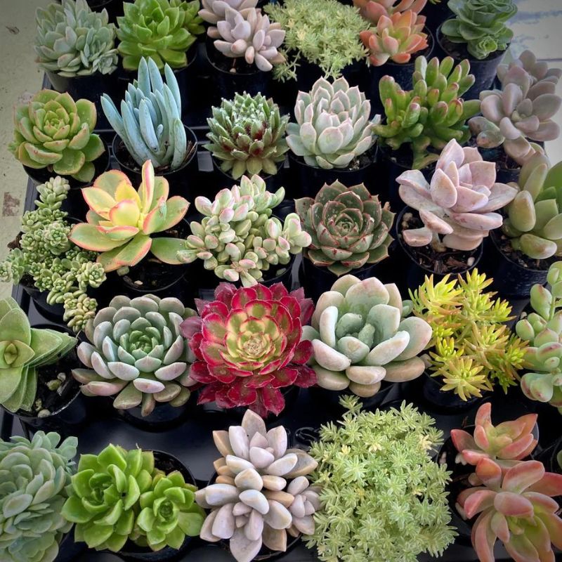 Succulent plant varieties like these will create a bohemian interior on Thursd Succulent plant varieties like these will create a bohemian interior on Thursd