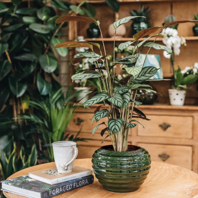 This is how Calachea plant can create a bohemian interior on Thursd This is how Calachea plant can create a bohemian interior on Thursd