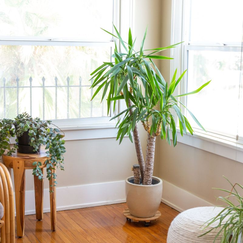 Yucca plant top 10 plant for interiors on Thursd Yucca plant top 10 plant for interiors on Thursd