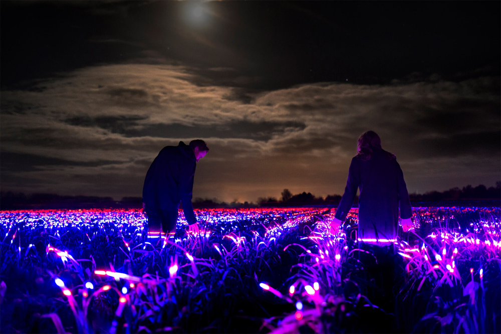 20,000m2 Artwork GROW by Daan Roosegaarde Highlights the Beauty of Agriculture Agricultural Dancing Lights