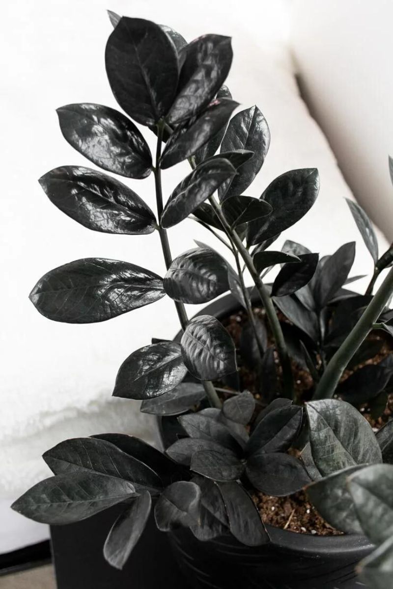 Black Raven is one of the best eight black plants to have on indoor spaces on Thursd Black Raven is one of the best eight black plants to have on indoor spaces on Thursd