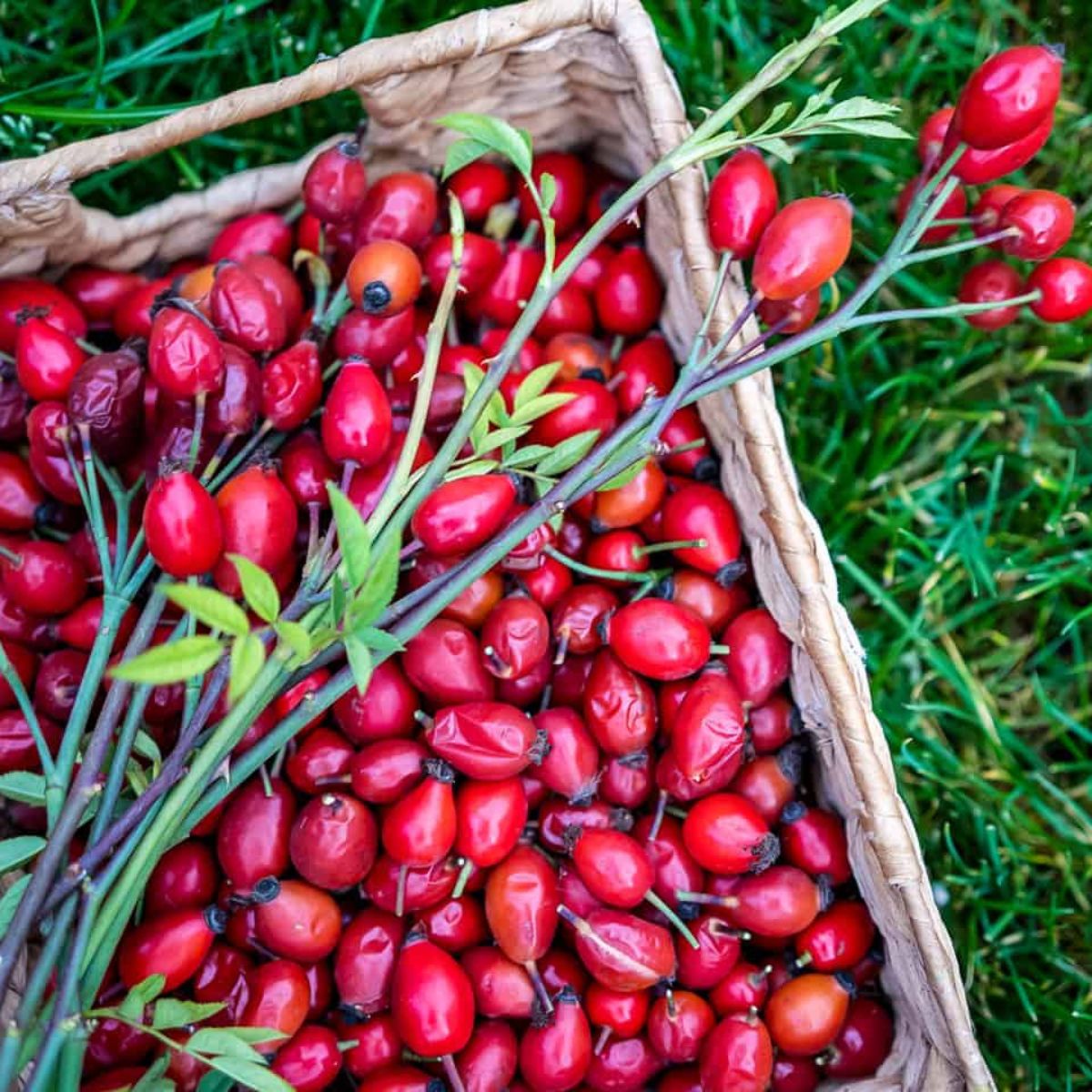 Freshly cut rose hips on Thursd Freshly cut rose hips on Thursd