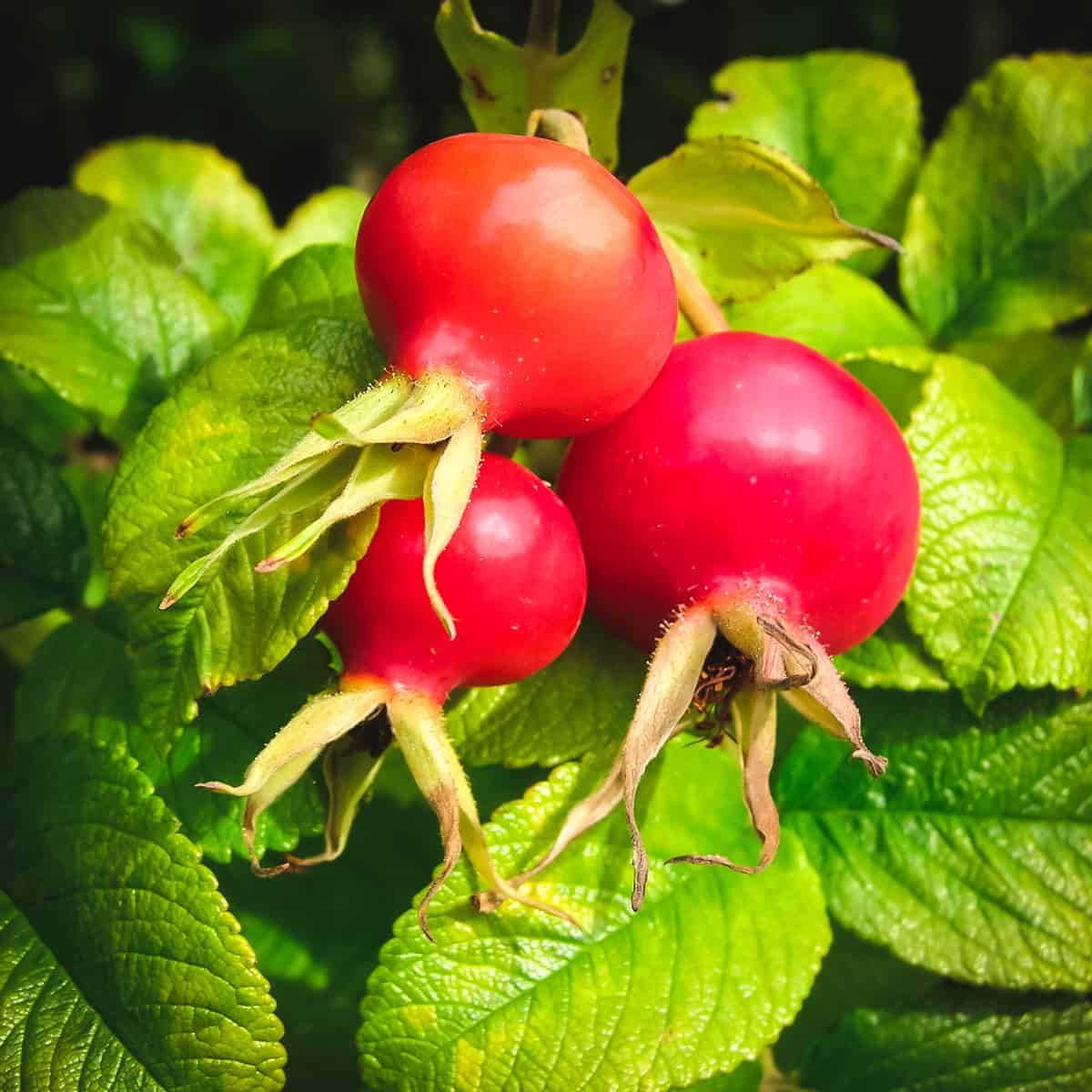 Harvested rose hips for edible uses on Thursd Harvested rose hips for edible uses on Thursd