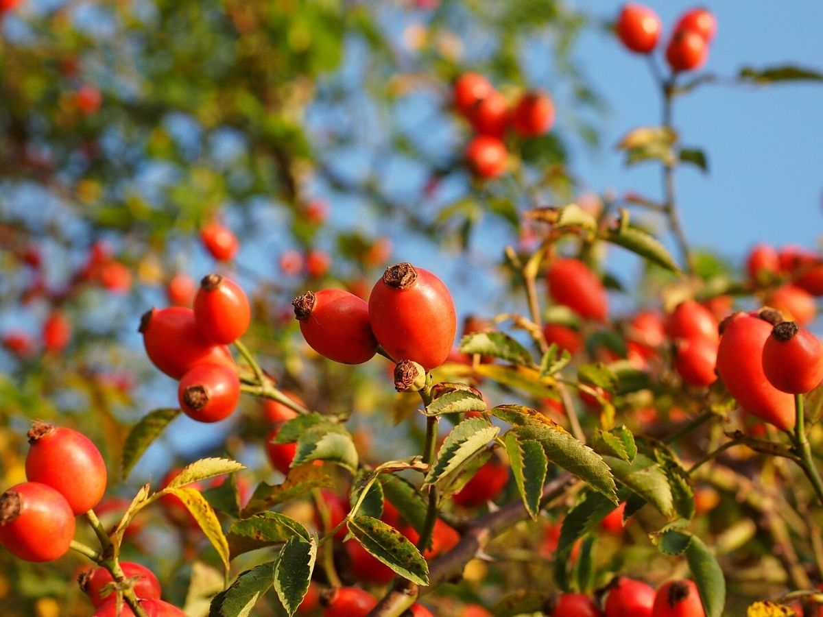 Rose hips are the edible part of roses which can be used for delicious recipes on Thursd Rose hips are the edible part of roses which can be used for delicious recipes on Thursd