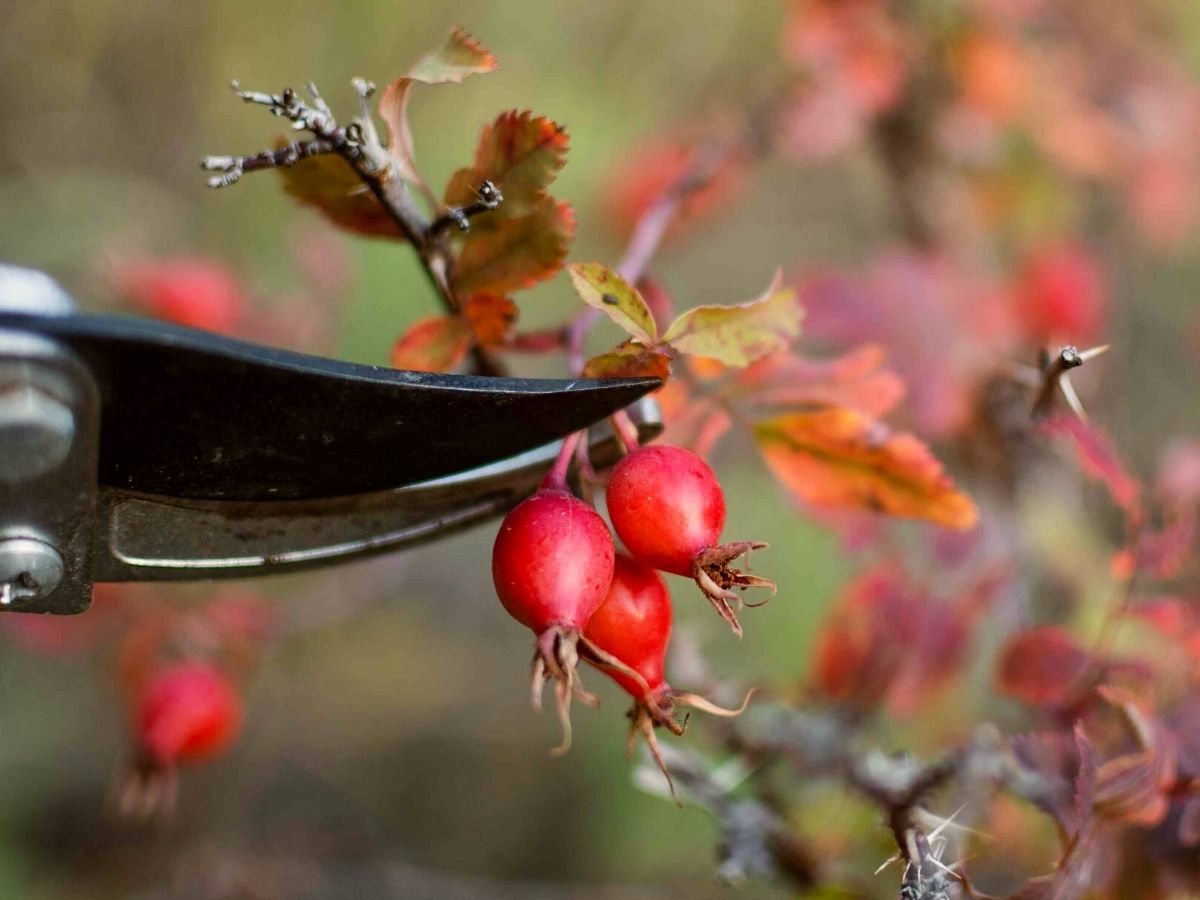 Different ways to use rose hips in the kitchen on Thursd Different ways to use rose hips in the kitchen on Thursd