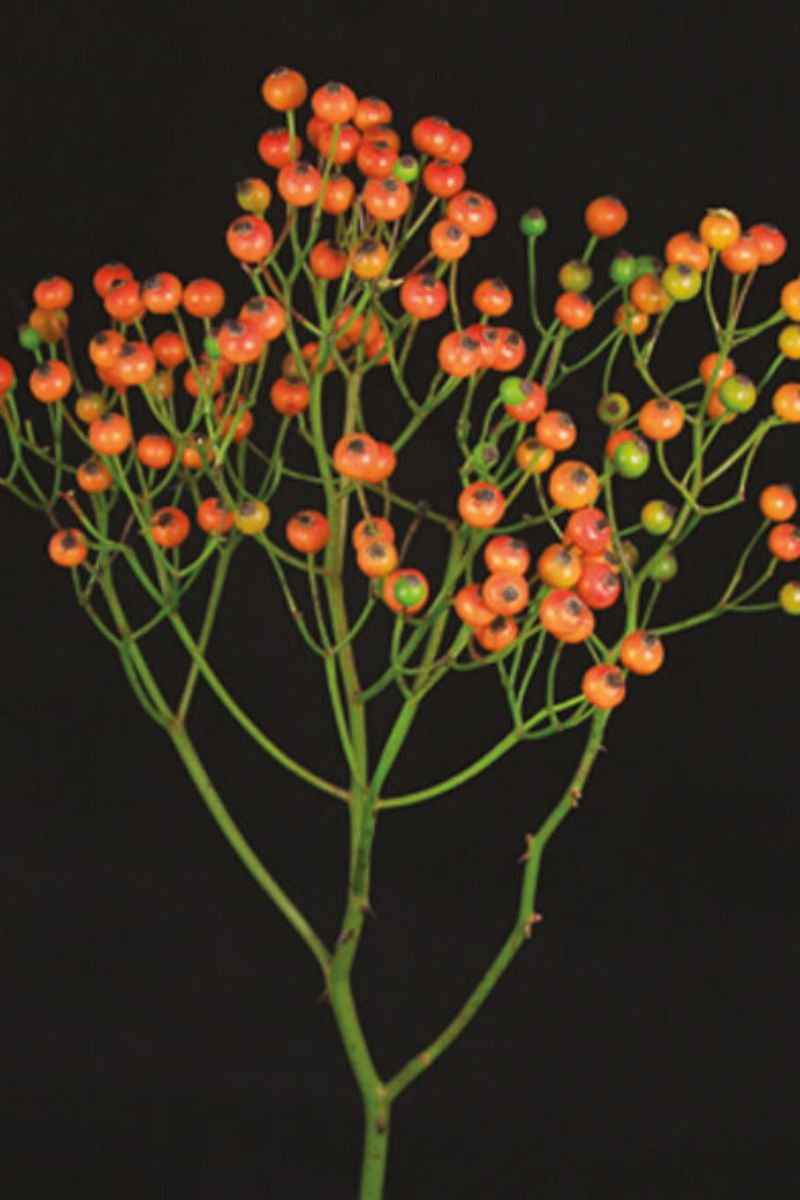 Ladybug Rose Hips by De Ruiter on Thursd Ladybug Rose Hips by De Ruiter on Thursd
