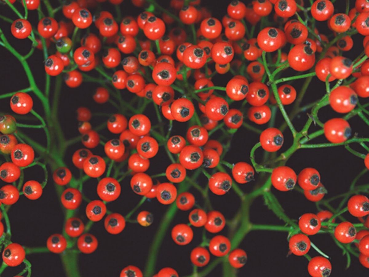 De Ruiter's Attractive Rose Hips on Thursd De Ruiter's Attractive Rose Hips on Thursd