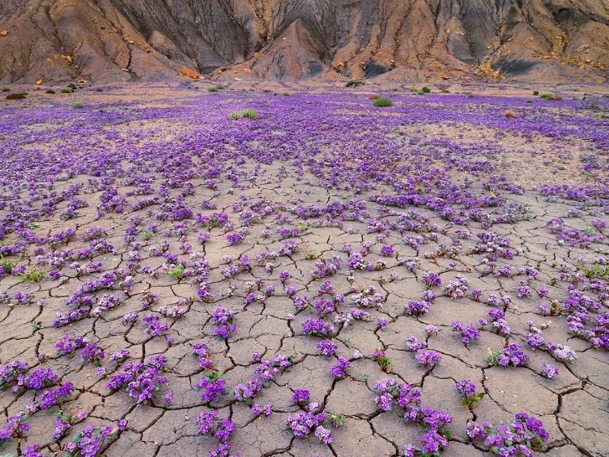 Badlands with desertic stones cracking grow colorful wildflowers on Thursd