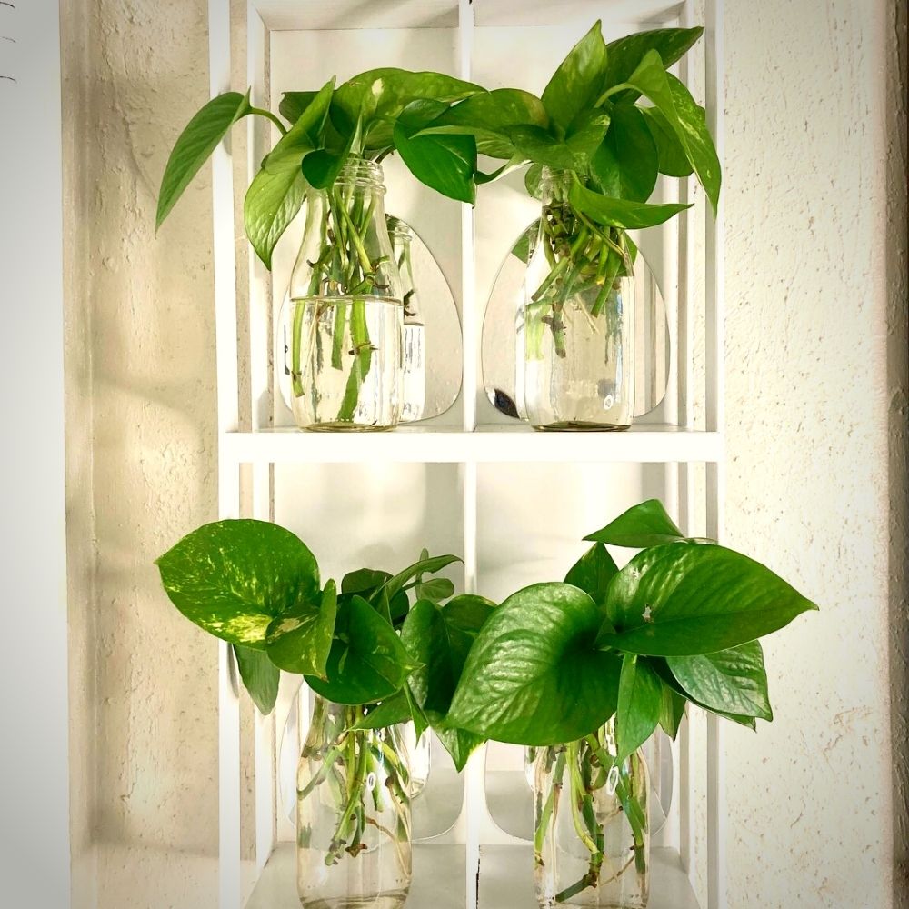 Golden Pothos in Hydroponics Golden Pothos in Hydroponics