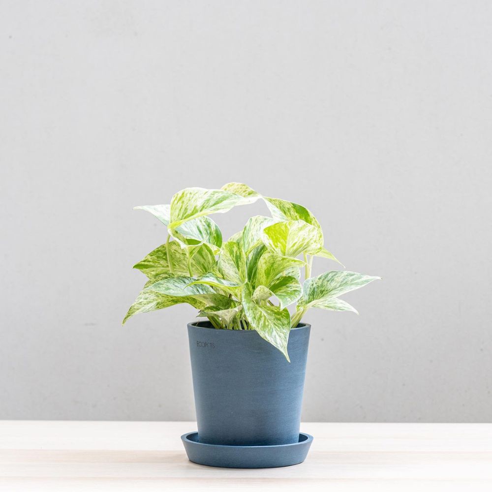 Pothos Marble Queen Pothos Marble Queen