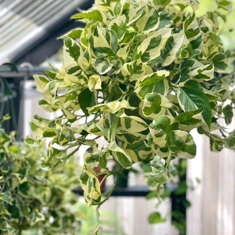 N-Joy Pothos N-Joy Pothos