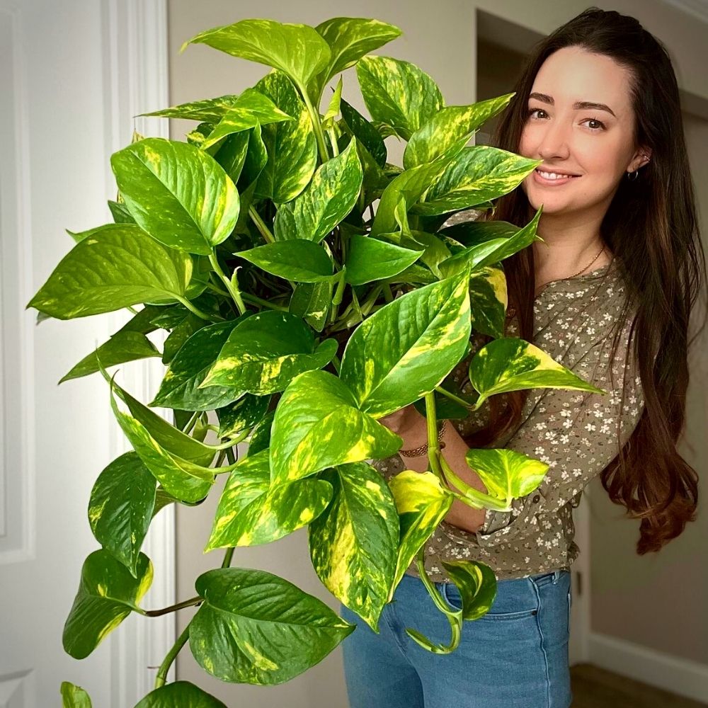 Golden Pothos with woman Golden Pothos with woman