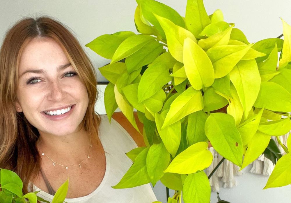 Neon Pothos Neon Pothos