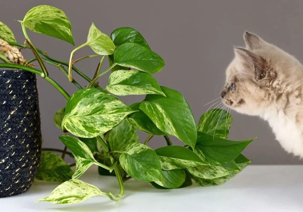 Pothos poisonous for animals on Thursd Pothos poisonous for animals