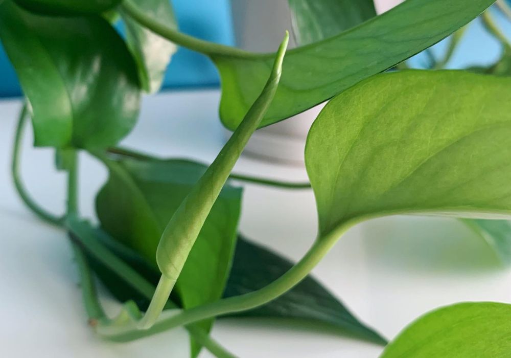 Jade Pothos Jade Pothos